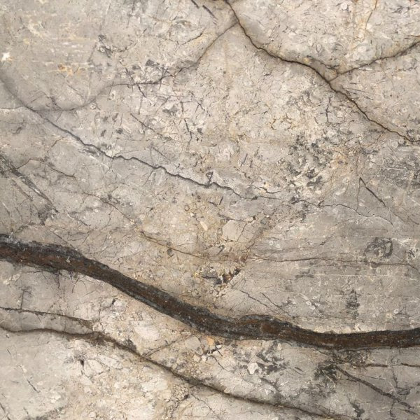 Silver Roots